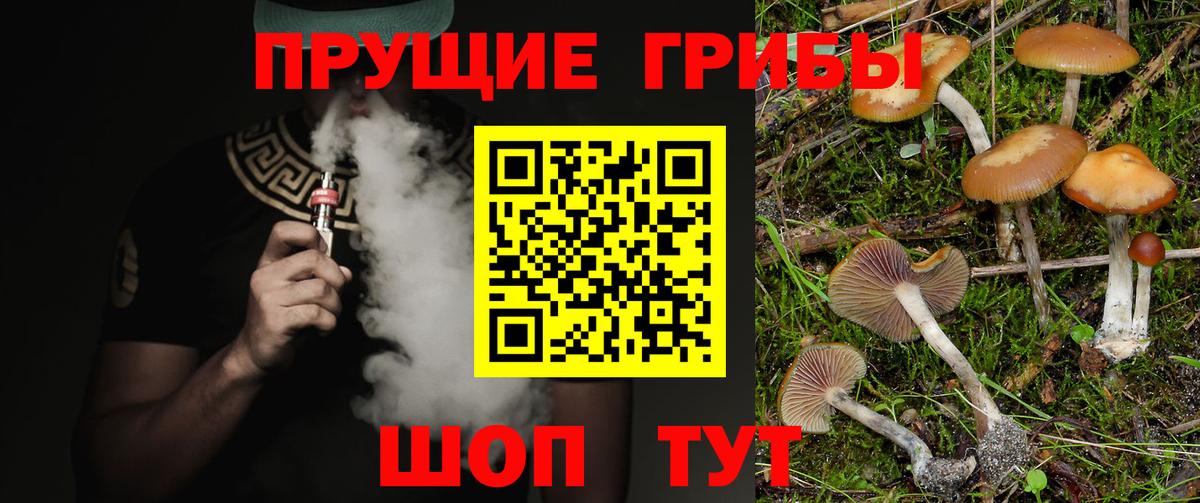 Галлюциногенные грибы Psilocybe  Вход с VPN  Новозыбков 